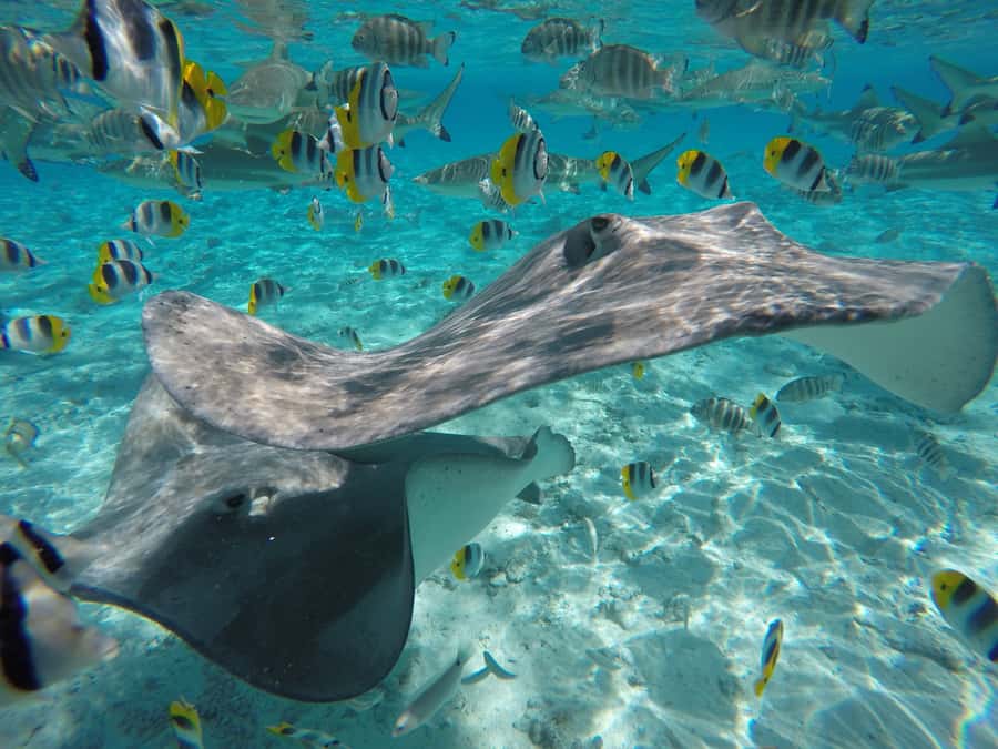 Bora Bora: Lagoon Tour and Snorkeling Experience - Final stop: blacktip and lemon sharks