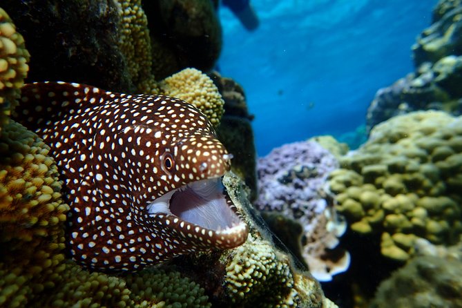 Bora Bora: Luxury Private Half Day Snorkeling Tour - Who should book this snorkeling trip?