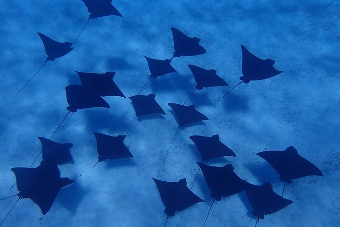 Bora Bora: Luxury Private Half Day Snorkeling Tour - Booking, cancellation, and practical planning