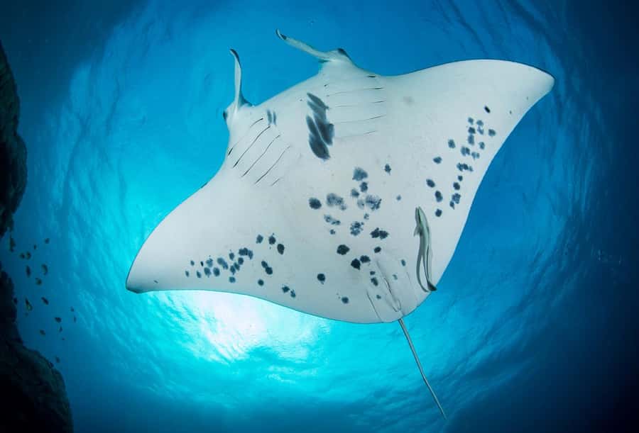 Bora Bora: Morning 2 tank dive for certified divers - Tea, cookies, and a useful surface break