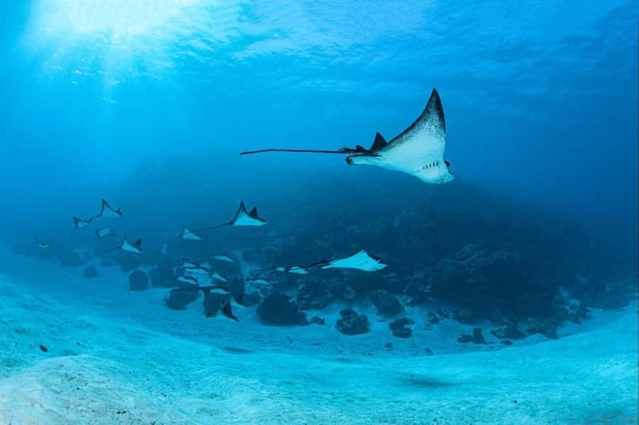 Bora Bora: Morning 2 tank dive for certified divers - The first session: Bora Bora’s lagoon