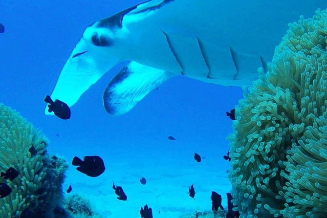 Bora Bora Private Lagoon Tours - What the Captain Adds to the Day
