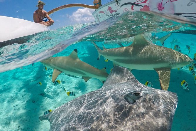 Bora Bora Snorkel Cruise by Polynesian Outrigger Canoe with BBQ Island Lunch - Key points at a glance