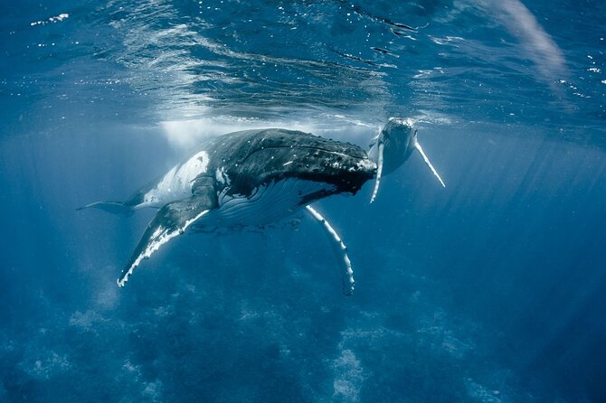 Bora Bora Whale Watching - Why the hydrophone changes the experience