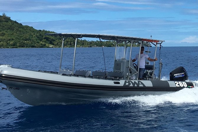 Bora Bora Whale Watching - Is $309.73 per person fair?