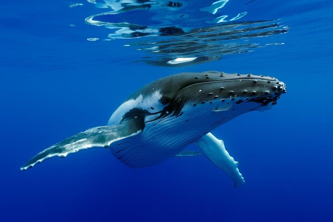 Bora Bora Whale Watching - When swimming with whales is possible
