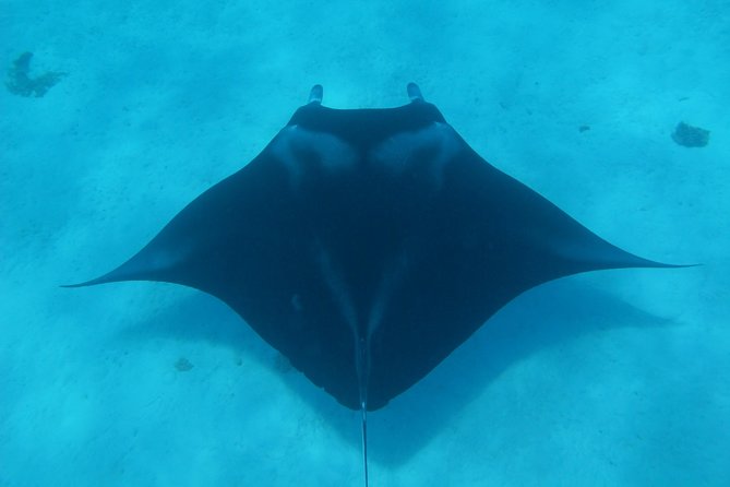 Combo Diving and Snorkeling Full Day Tour - Two morning scuba sessions at different sites