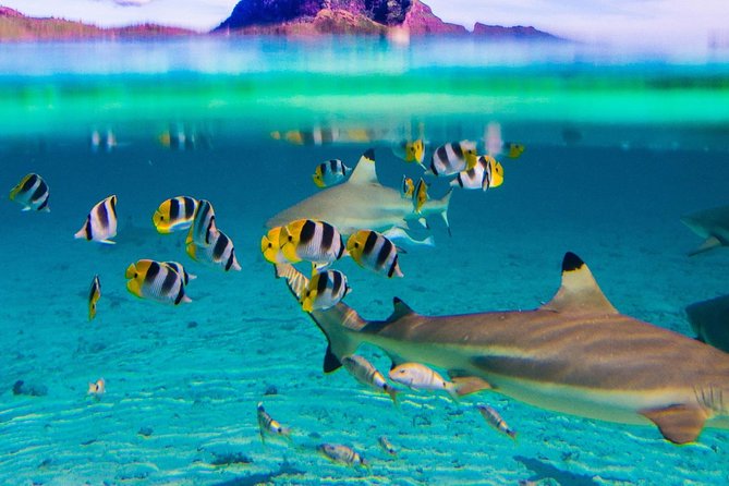 Combo Diving and Snorkeling Full Day Tour - The motu stop and the lunch question
