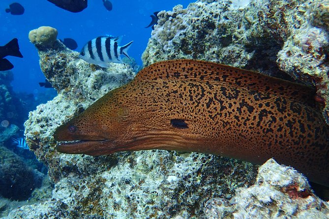 Combo Diving and Snorkeling Full Day Tour - What to bring and what to confirm
