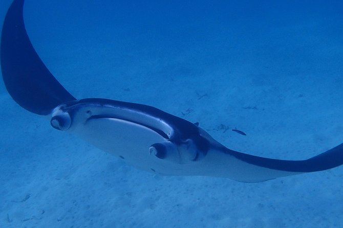 Combo Diving and Snorkeling Full Day Tour - Who should book this Bora Bora day