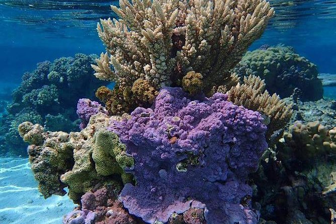 Combo Diving and Snorkeling Half-Day Tour - A morning that shows Bora Bora from two angles