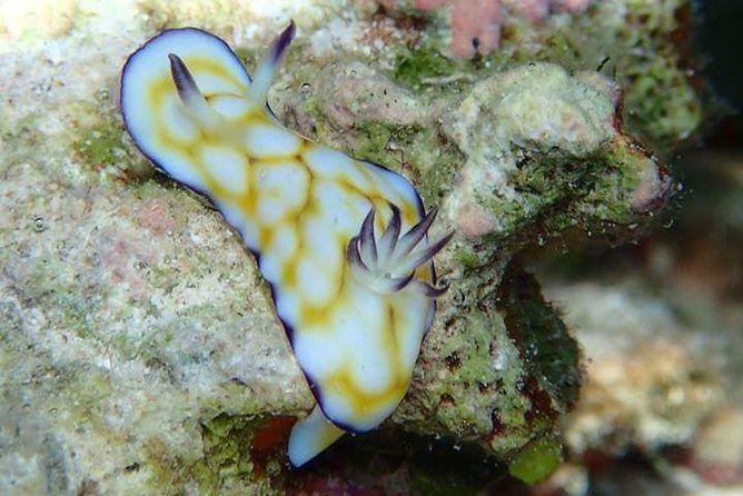 Combo Diving and Snorkeling Half-Day Tour - Two snorkeling sites after the tank
