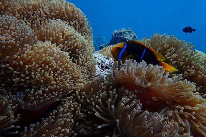 Combo Diving and Snorkeling Half-Day Tour - What the private format changes
