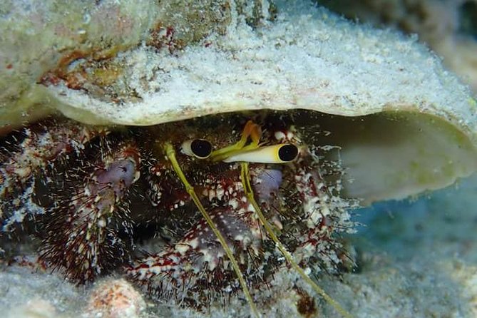 Combo Diving and Snorkeling Half-Day Tour - Equipment and the small comforts