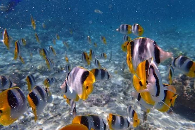 Combo Diving and Snorkeling Half-Day Tour - Who gets the most from this Bora Bora tour