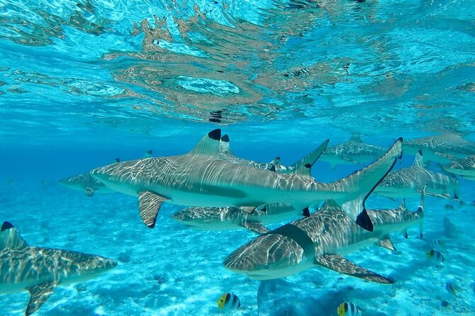 Combo snorkeling + motu lunch + jet ski group tour full day - Price, group size, and practical value