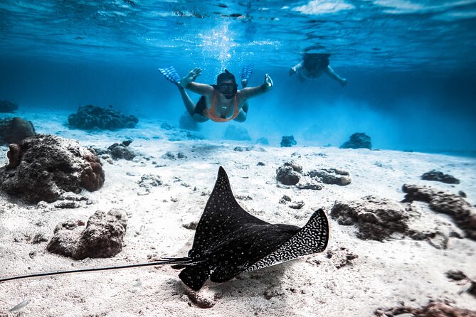 Cook Islands Turtle and Ray Tour - Key points to know before you book