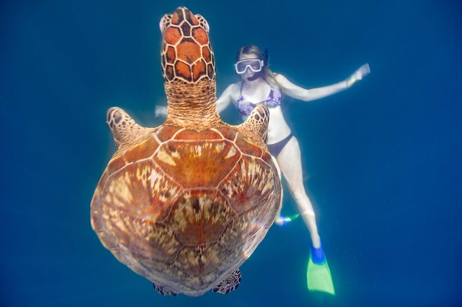 Cook Islands Turtle and Ray Tour - Timing, cancellation, and useful planning details