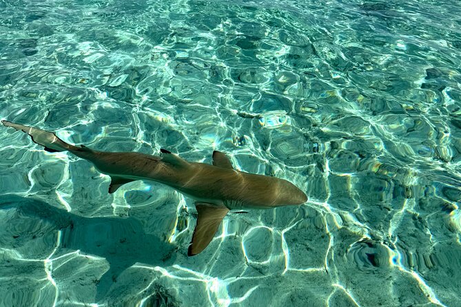 Crazy sea horse Bora Bora Comfortable boat, snorkeling and lunch - Swimming with rays, sharks, and tropical fish