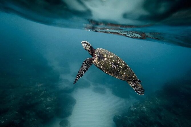 Discover the Beauty of Polynesian Waters by Boat and Snorkeling - Setting out from Te Moana Tahiti Resort