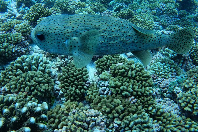 Discover the Beauty of Polynesian Waters by Boat and Snorkeling - What the small group changes