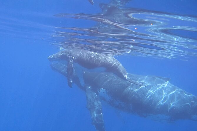 Discover the Beauty of Polynesian Waters by Boat and Snorkeling - Weather is the one serious planning issue