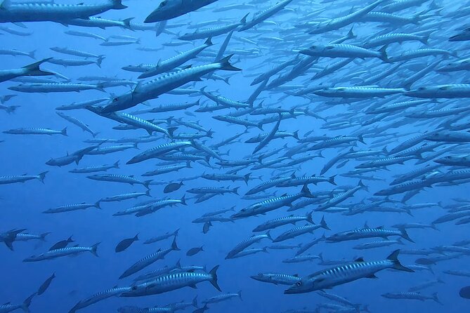 Discover the Beauty of Polynesian Waters by Boat and Snorkeling - Who will enjoy this Tahiti snorkeling trip?