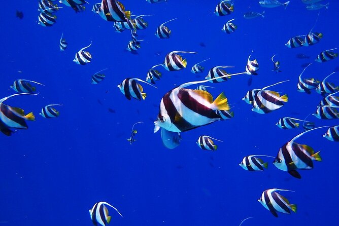 Discover the Beauty of Polynesian Waters by Boat and Snorkeling - Sapinus and the spring beneath the surface