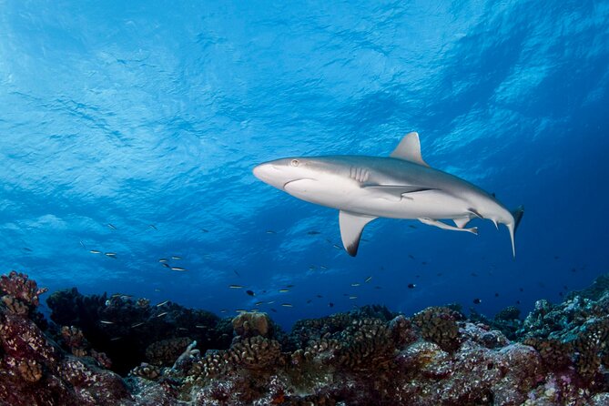 Diving day - Starting at Marina Taina at 8:00 a.m.
