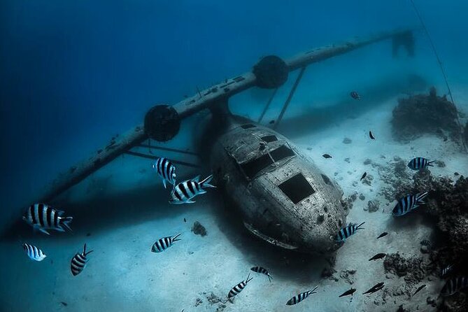 Diving day - The first underwater site: reef, spring, or aquarium