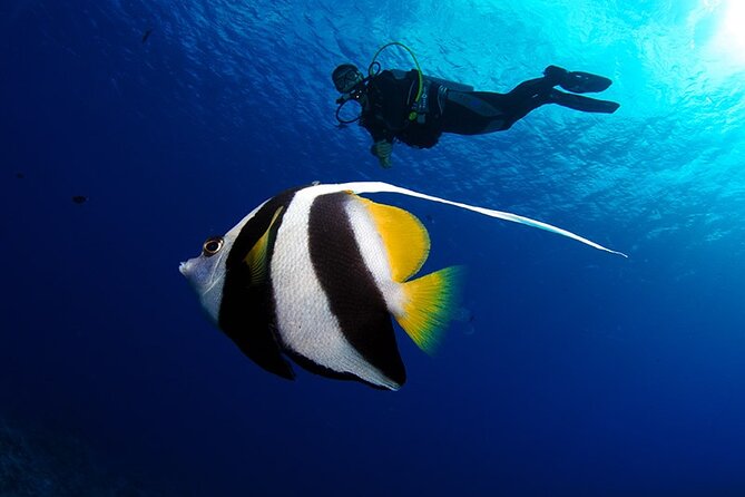 Double Diving Adventure Exploration for Certified Divers - Two morning sessions in Tahiti’s clear water