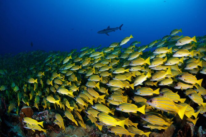 Double Diving Adventure Exploration for Certified Divers - Equipment supplied, boats praised, preparation kept easy