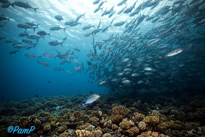 Double Diving Adventure Exploration for Certified Divers - What the marine life adds to the experience