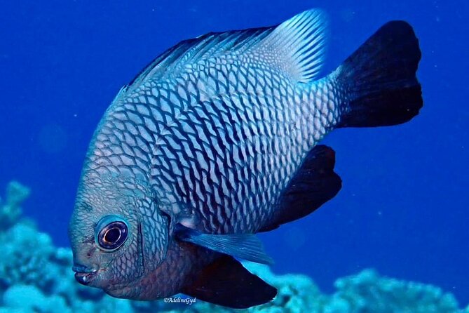 Double Diving Adventure Exploration for Certified Divers - Who will enjoy this most