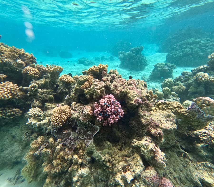 E-Board private tour of Moorea lagoon - How the $95 price measures up
