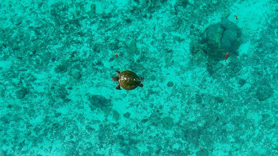 E-Board private tour of Moorea lagoon - Who will enjoy this tour most