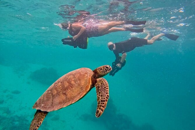 Eco Friendly Sea Scooter Turtle Tour in Rarotonga - Why the sea scooter changes the turtle encounter