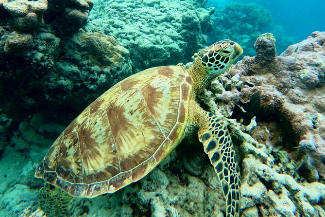 Eco Friendly Sea Scooter Turtle Tour in Rarotonga - Photos that make the price easier to judge