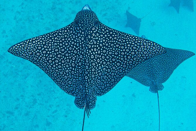 Eco Friendly Sea Scooter Turtle Tour in Rarotonga - How long the 90-minute schedule feels