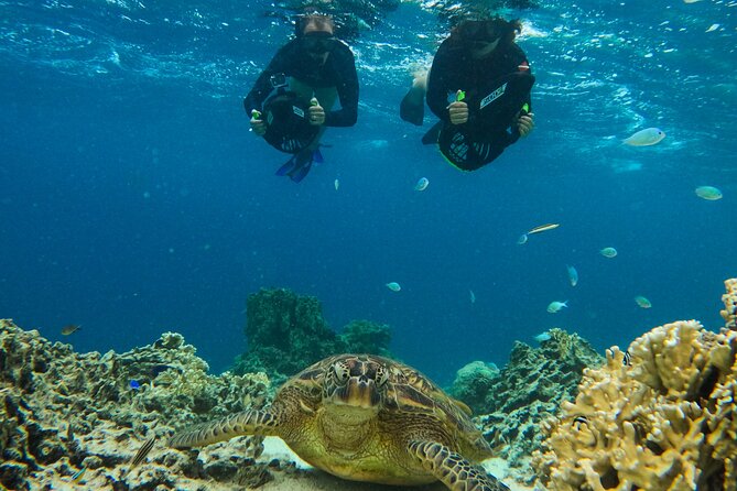Eco Friendly Sea Scooter Turtle Tour in Rarotonga - Who will get the most from this tour
