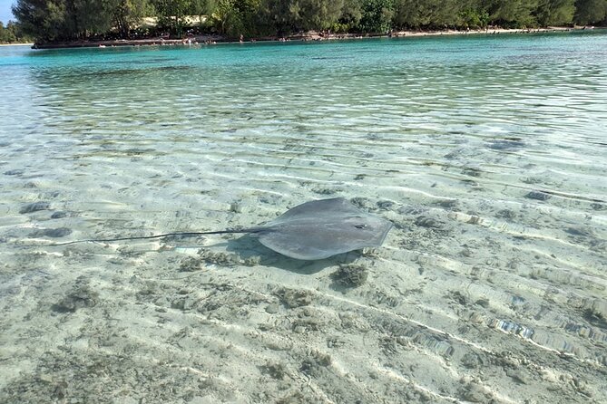 Eco guided excursion to the lagoon of Moorea in a transparent kayak Afternoon 2h - Weather, water conditions, and cancellation risk