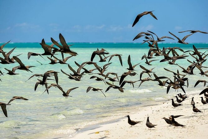 Excursion to Tetiaroa by Catamaran Visit Lunch Snorkeling - The return to Papeete and the final punch
