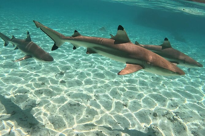 Exploration, Taha'a Lagoon Tour by Private Boat - Why this private Tahaa lagoon tour works so well