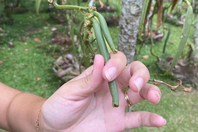 Exploration, Taha'a Lagoon Tour by Private Boat - Fare Vanira and Tahaa’s vanilla story