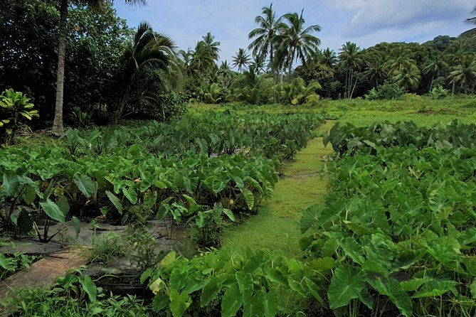 'Explore' Rarotonga Guided Bike Tour with Lunch and Swim - Titikaveka and the quieter south side