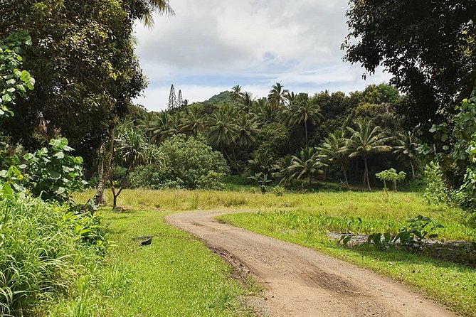 'Explore' Rarotonga Guided Bike Tour with Lunch and Swim - Lunch under the palms beside the water