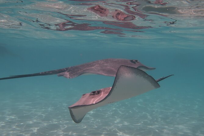 Franckyfranck Tours Moorea - Half day Tours - The guide can make or break the morning