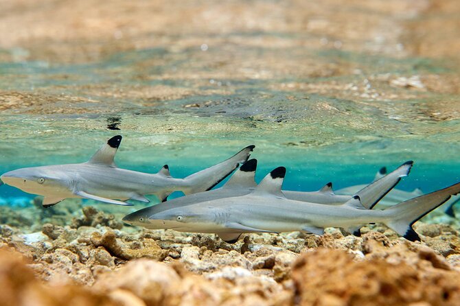 French Polynesia Snorkeling and 4X4 Adventure Tour with Buffet - Who should book this Bora Bora excursion