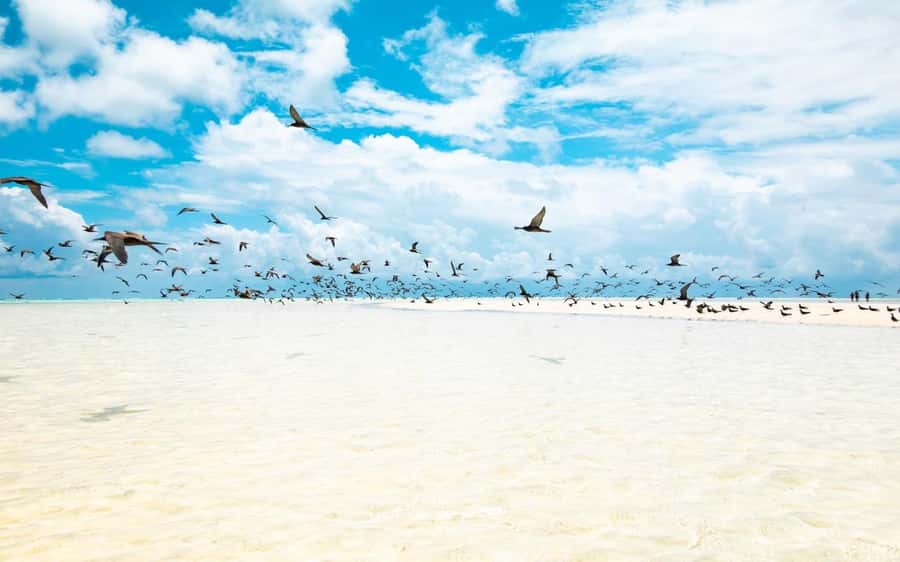 From Tahiti: Tetiaroa Island Tour by Sailing Catamaran - How the $227 price measures up