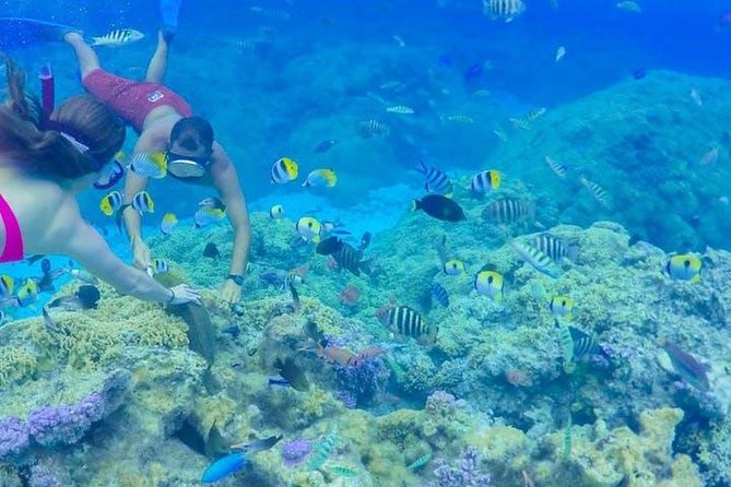 Full-Day Bora Bora Lagoon Cruise Including Snorkeling with Sharks and Stingrays - A six-hour look at Bora Bora from the lagoon